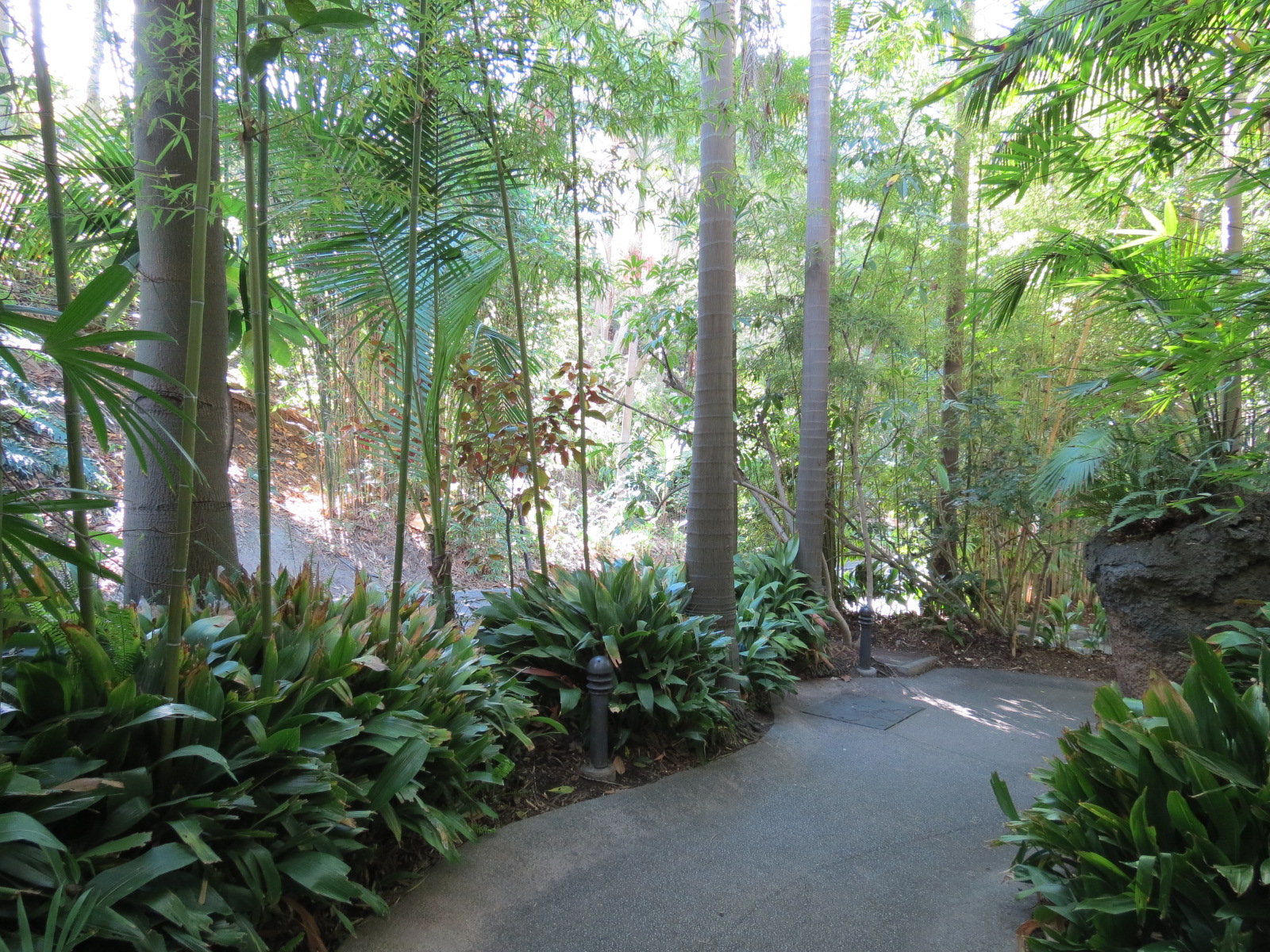 Lost Forest - Tiger River - Path