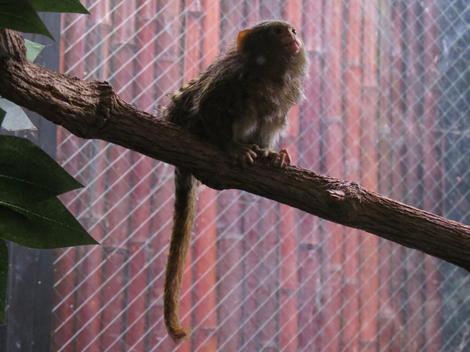 Lost Forest - Tiger River - Pygmy Marmoset Exhibit