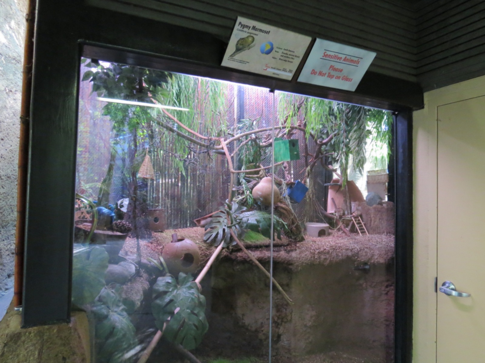 Lost Forest - Tiger River - Pygmy Marmoset Exhibit