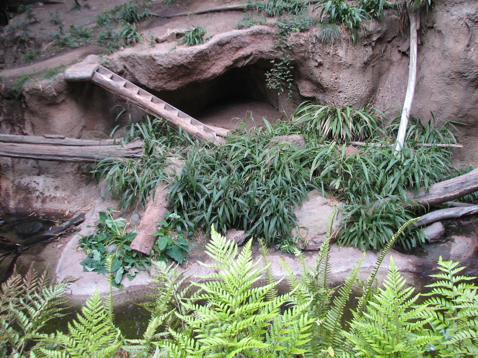 Lost Forest - Tiger River - Tiger Exhibit