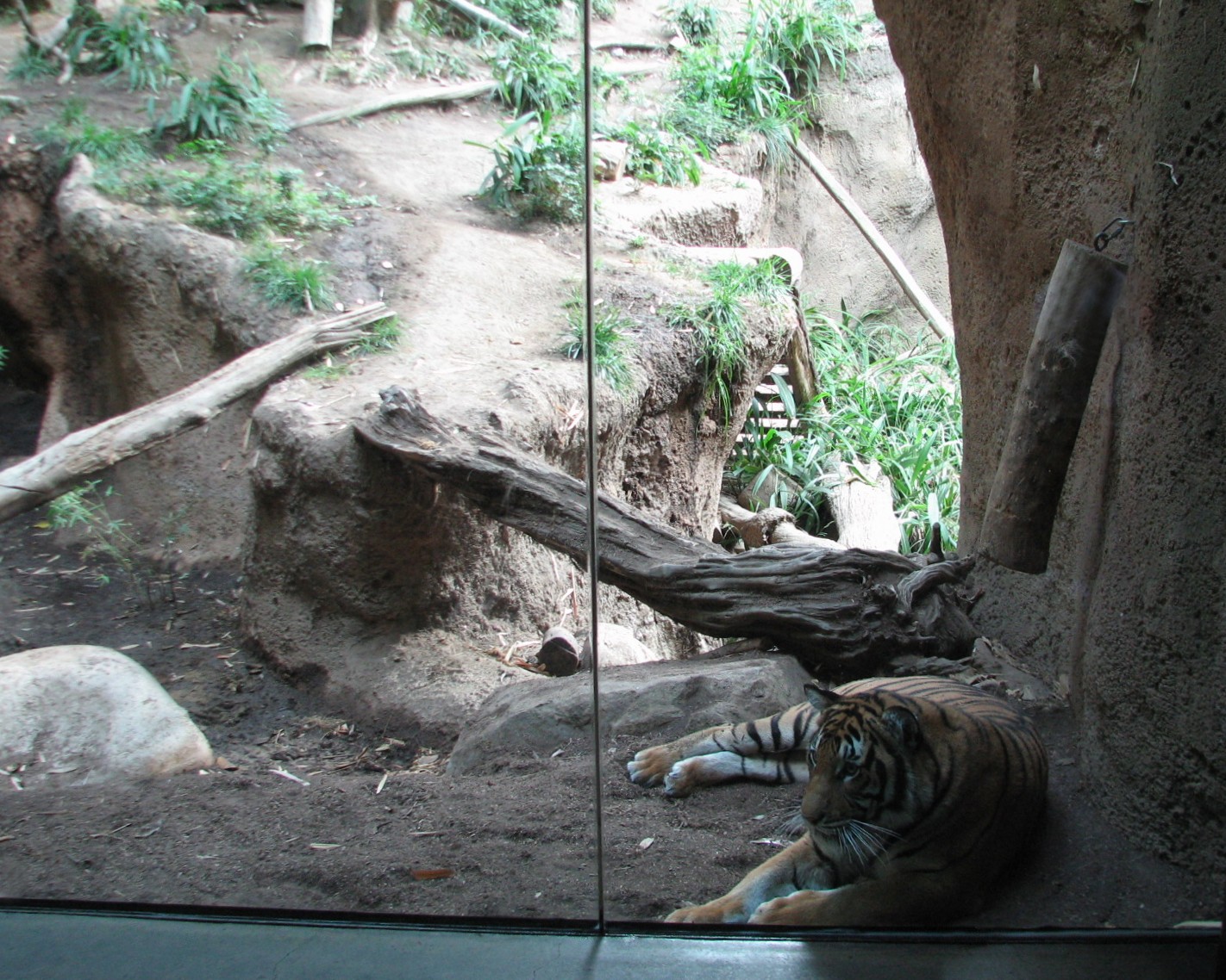 Lost Forest - Tiger River - Tiger Exhibit