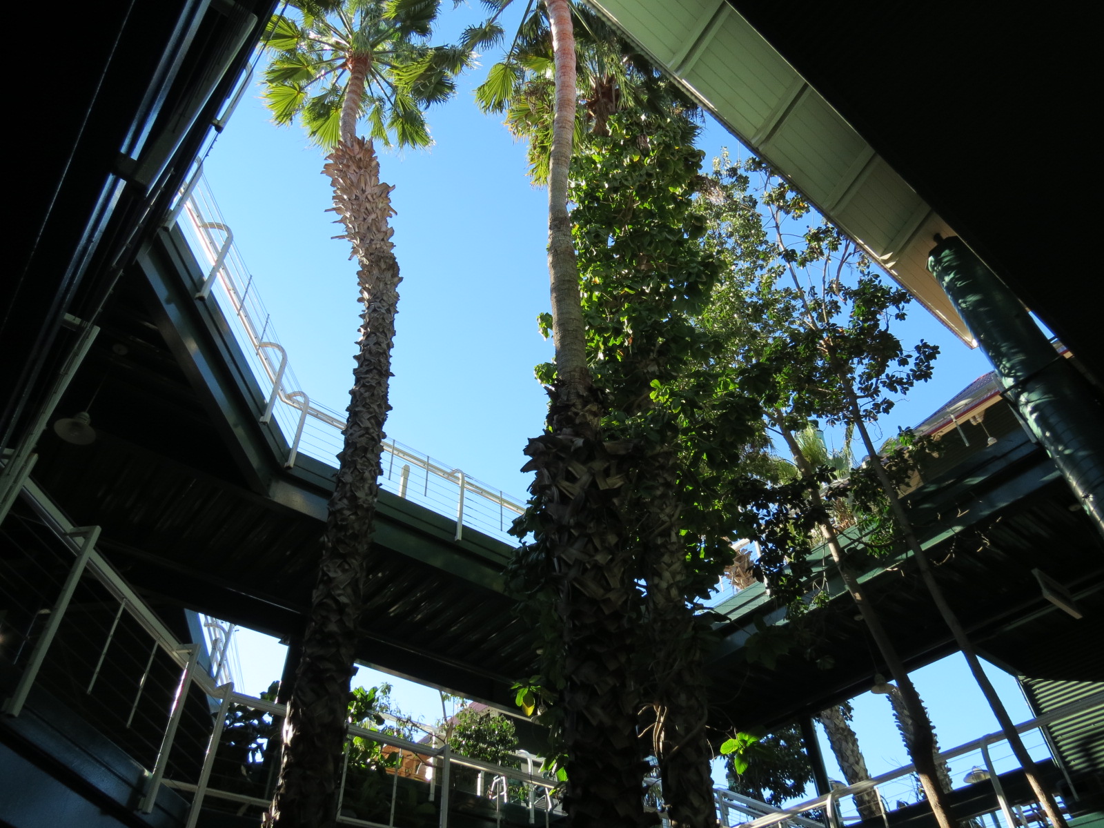 Lost Forest - Treetops Complex