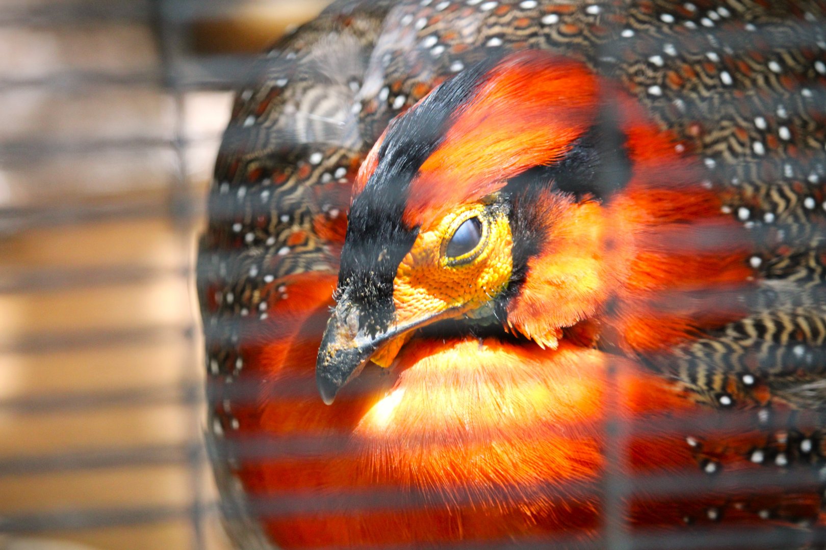 Lost Forest - Wings of Australasia - Blyth's Tragopan