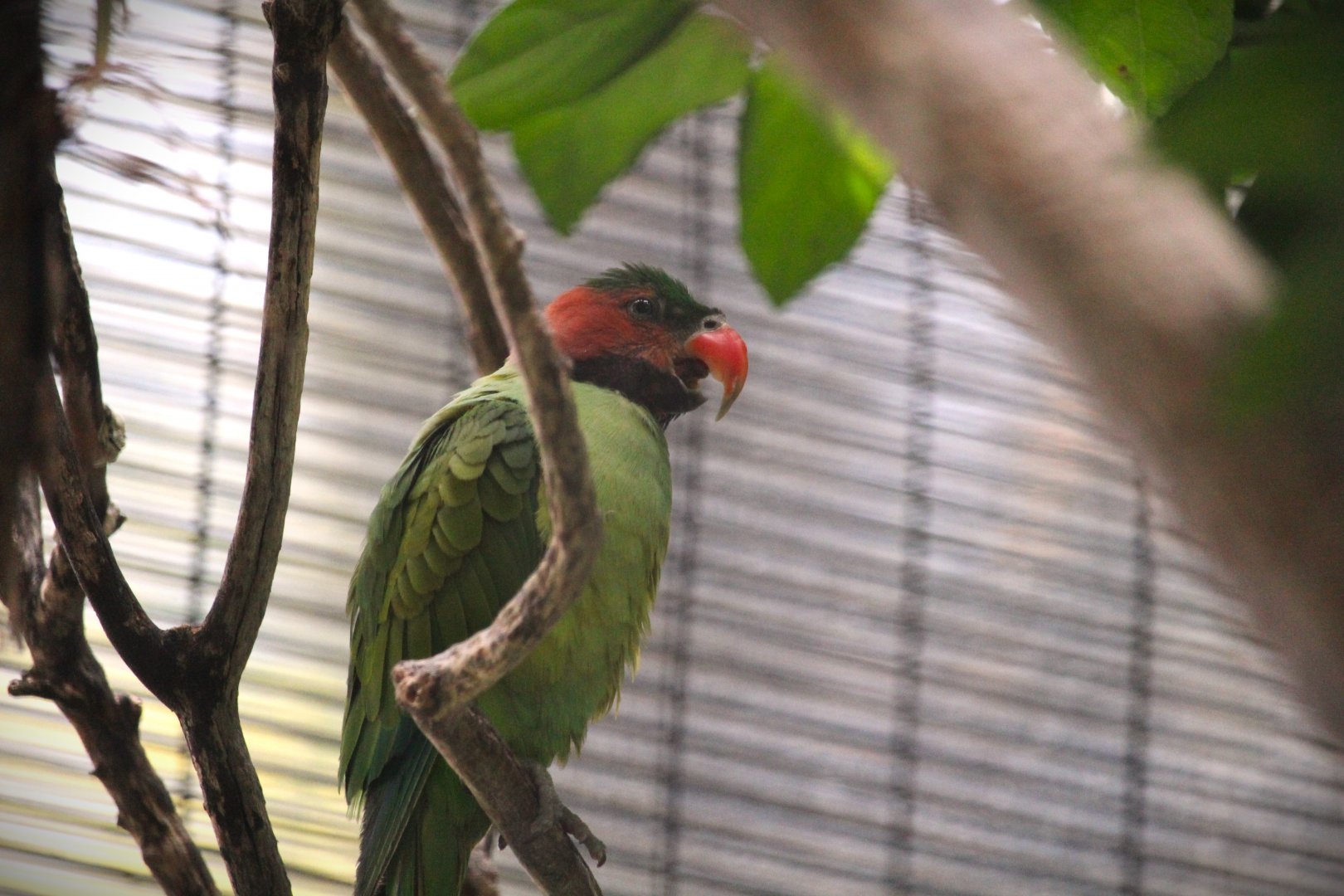 Lost Forest - Wings of Australasia - Long-tailed Parakeet