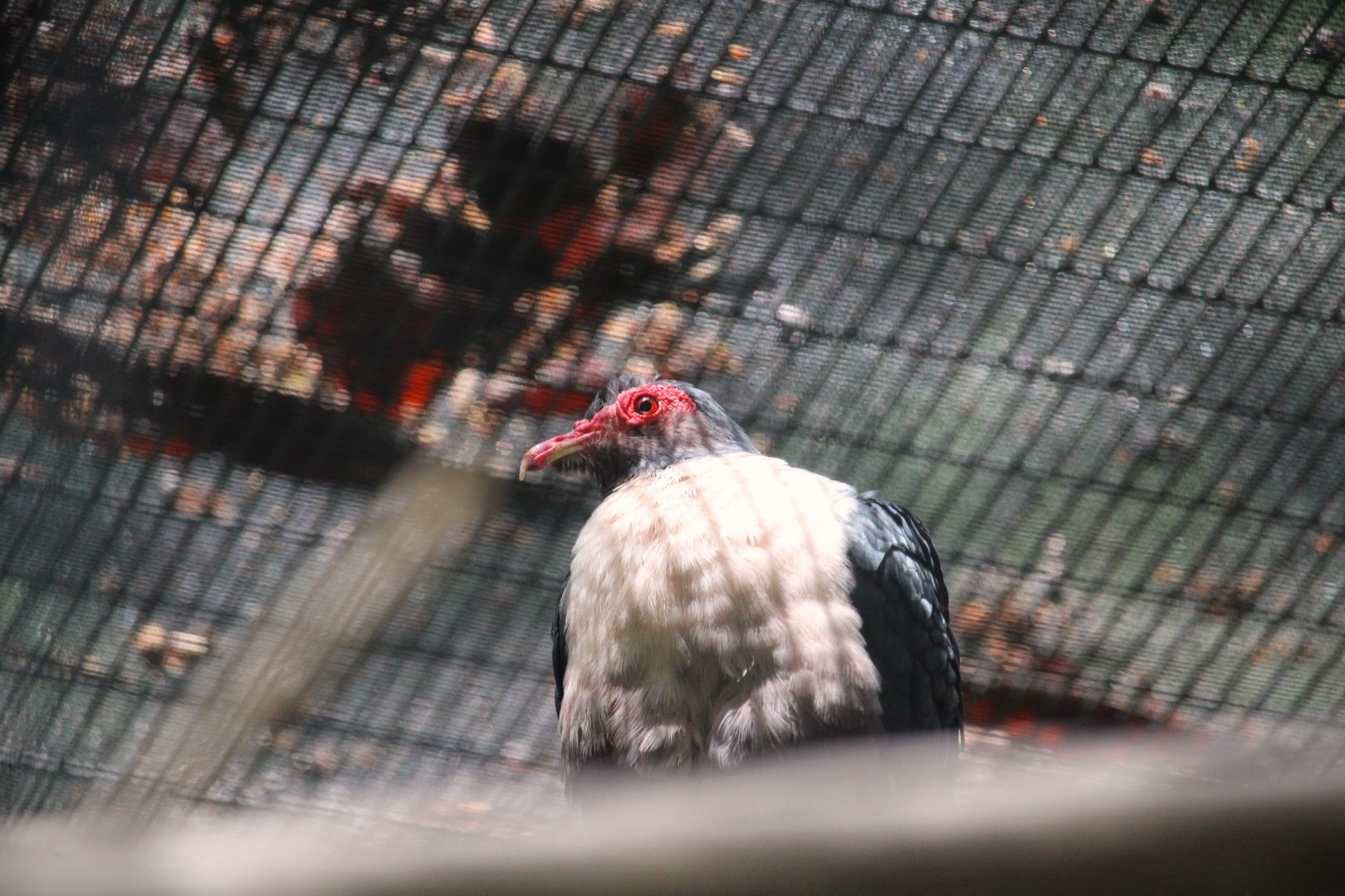 Lost Forest - Wings of Australasia - Papuan Mountain-Pigeon