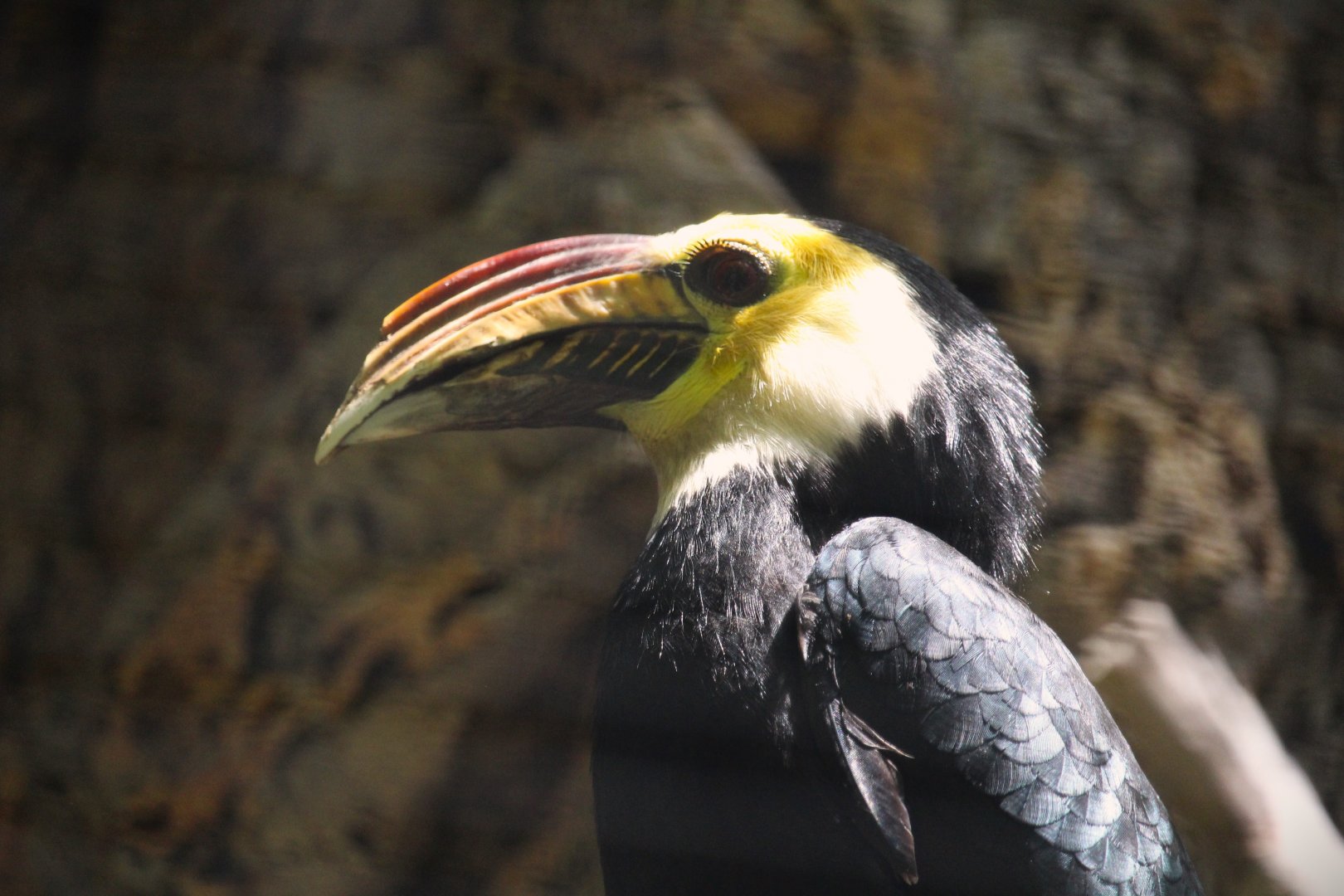 Lost Forest - Wings of Australasia - Sulawesi Hornbill