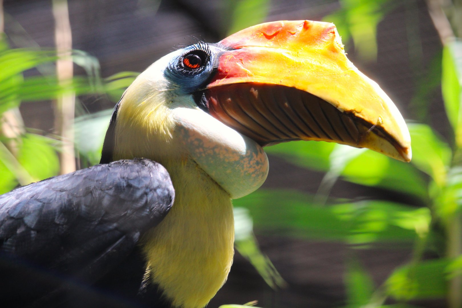 Lost Forest - Wings of Australasia - Wrinkled Hornbill