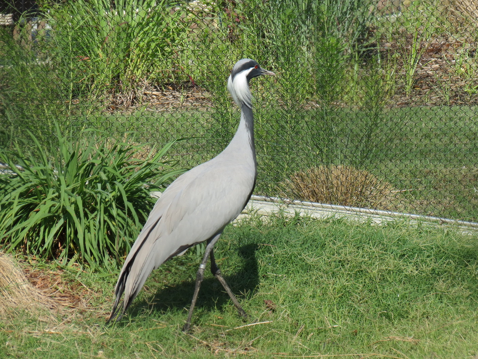 Lost Kingdom - Aviary Exhibit - Demoiselle Crane