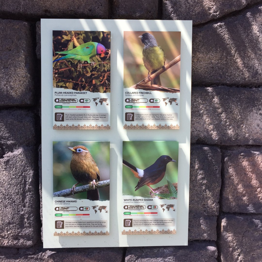 Lost Kingdom - Aviary