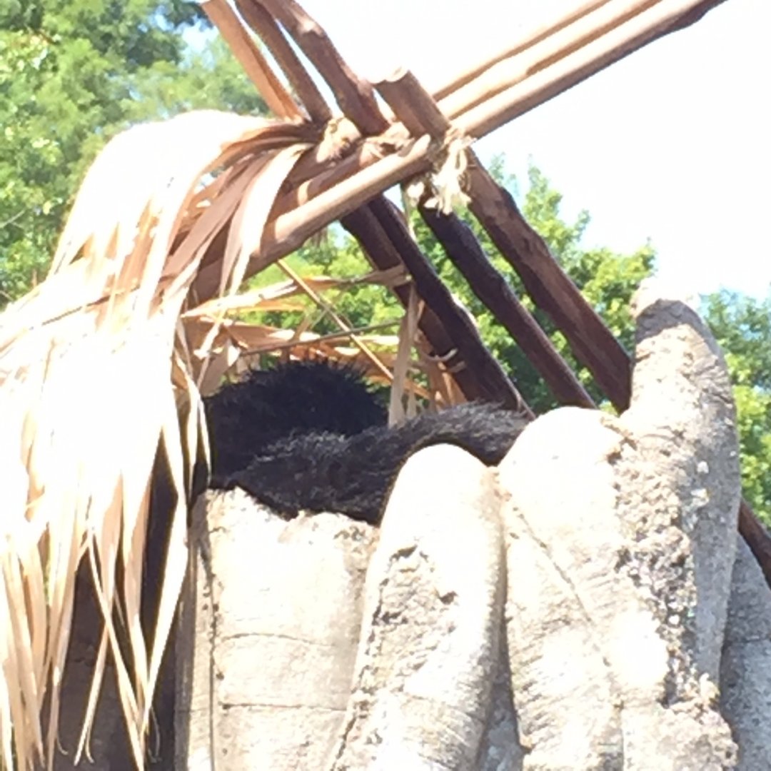 Lost Kingdom - Binturong