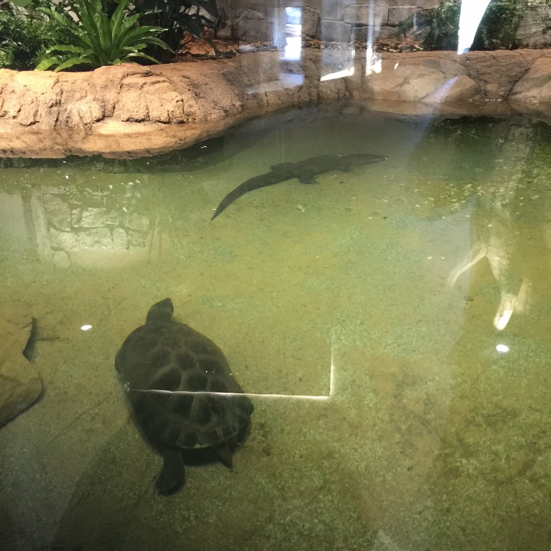 Lost Kingdom - Chinese alligator and Malaysian giant turtle