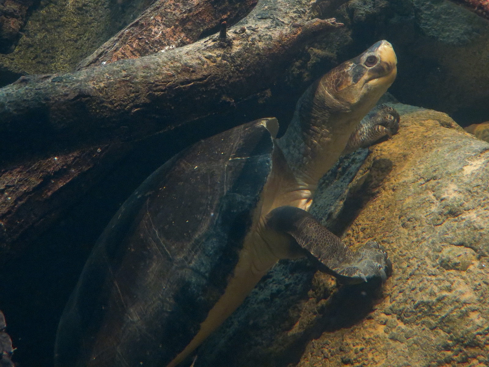 Lost Kingdom - Chinese Alligator and Others Exhibit - Malaysian Giant Turtle