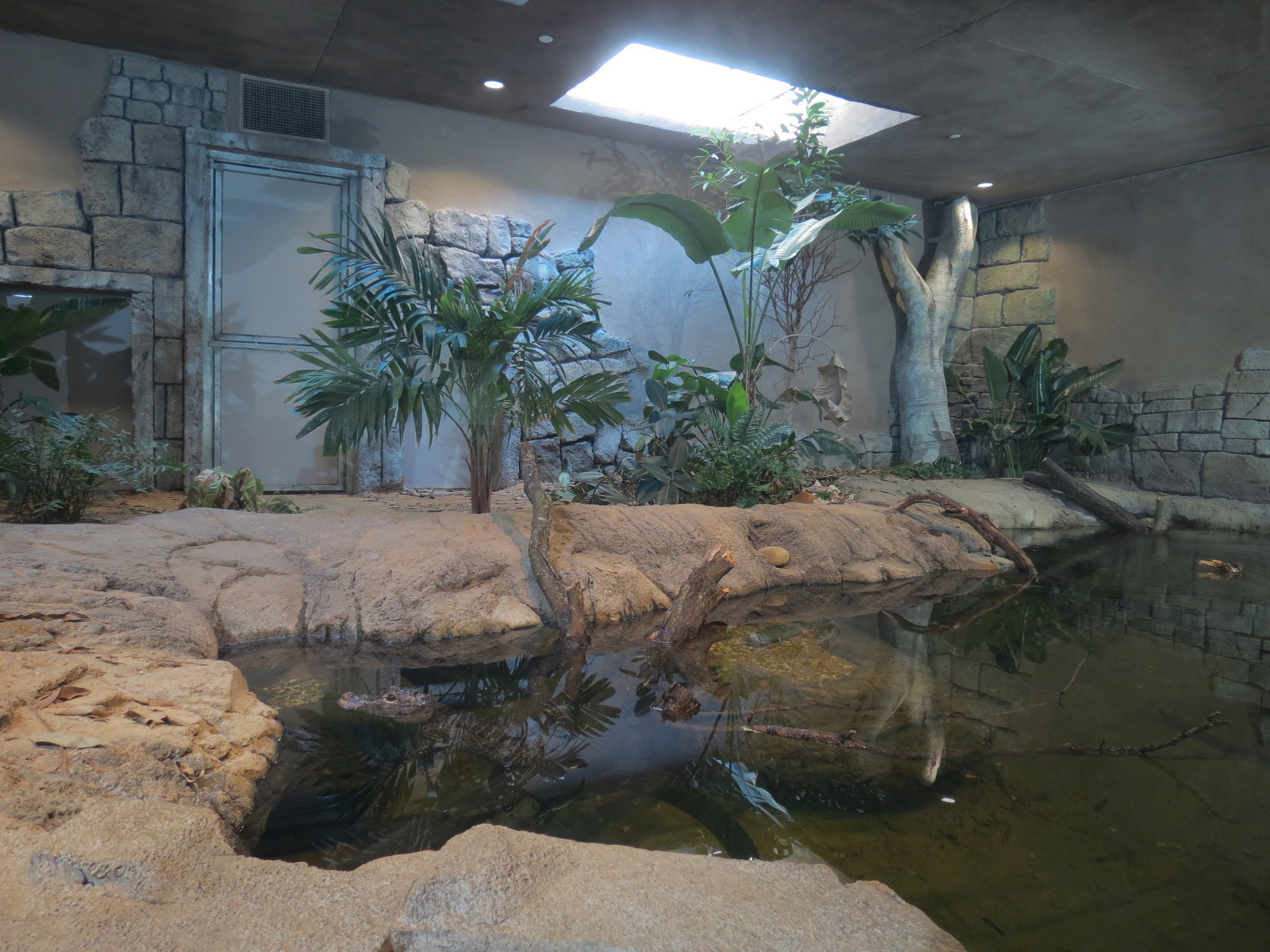 Lost Kingdom - Chinese Alligator and Others Exhibit