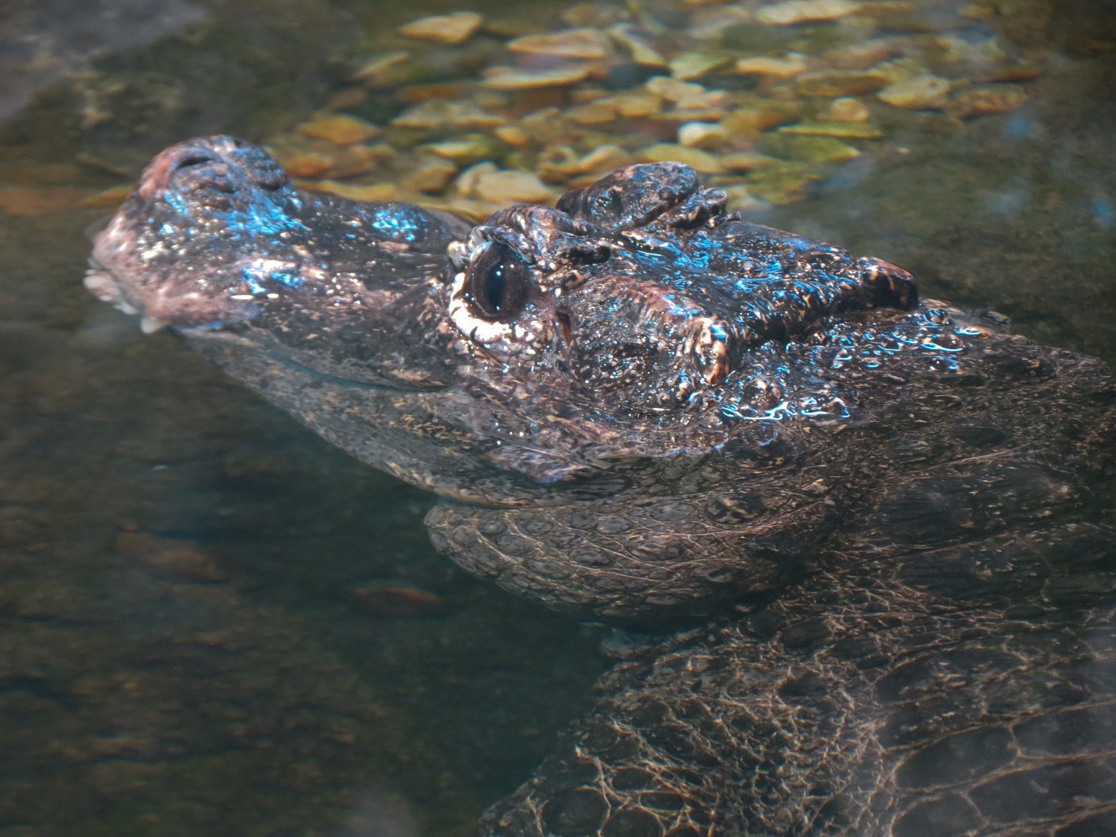 Lost Kingdom - Chinese Alligator and Others Exhibit