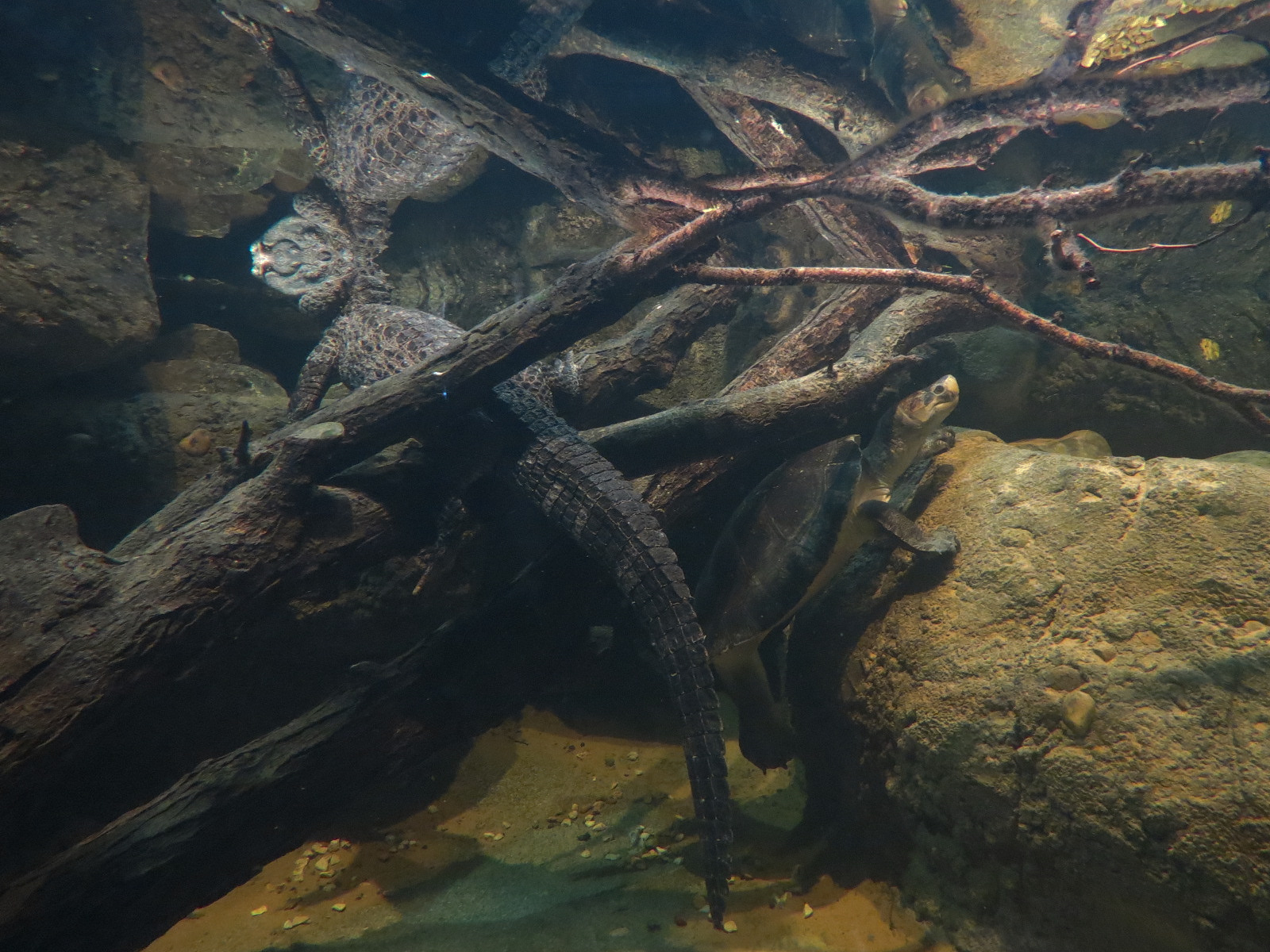 Lost Kingdom - Chinese Alligator and Others Exhibit