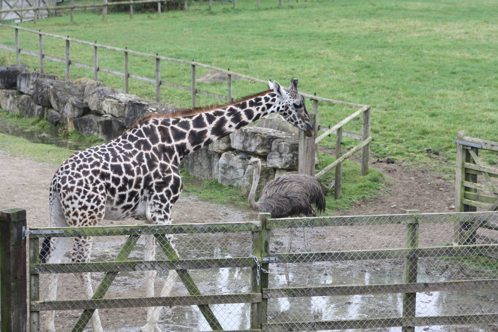 Lost Kingdom housing yards area, 1st September 2014