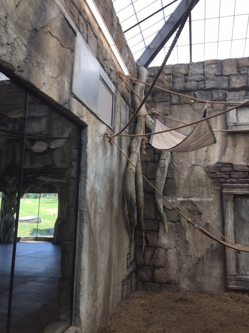 Lost kingdom - indoor siamang exhibit