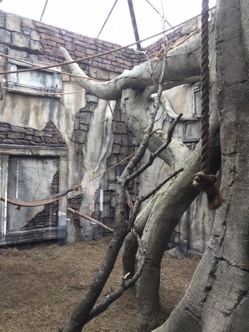 Lost kingdom - indoor siamang exhibit