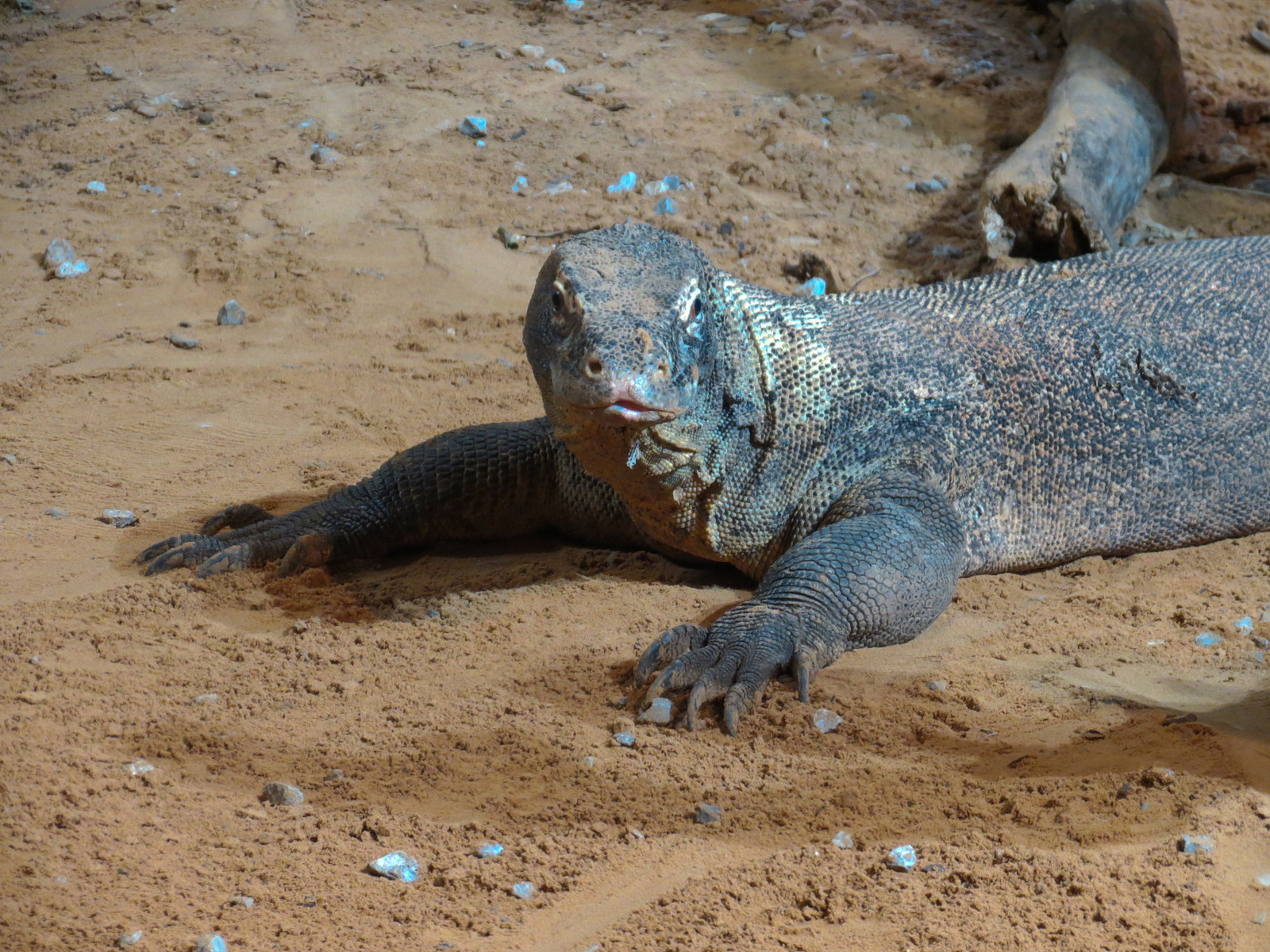 Lost Kingdom - Komodo Dragon Exhibit 1