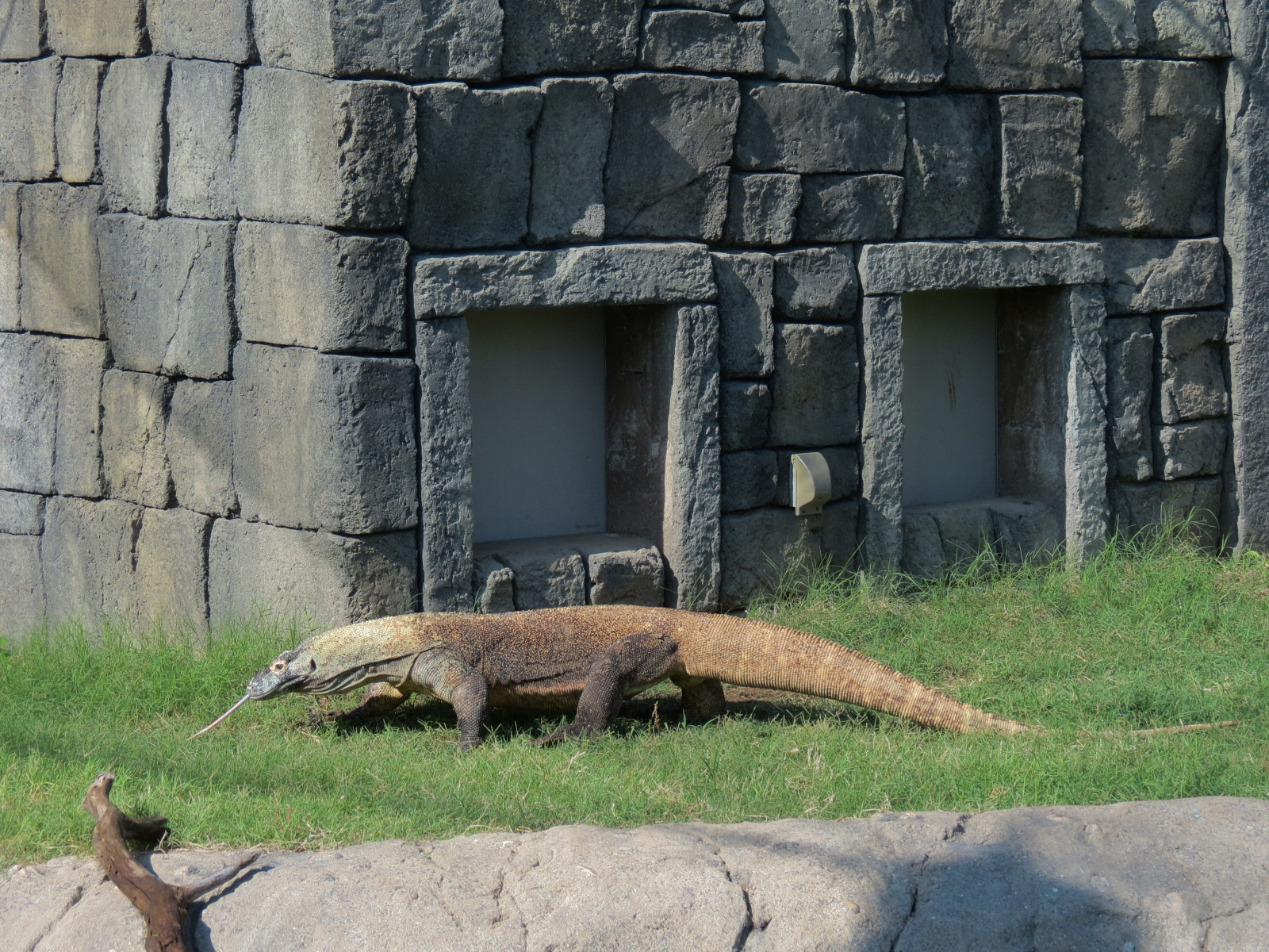 Lost Kingdom - Komodo Dragon Exhibit 2