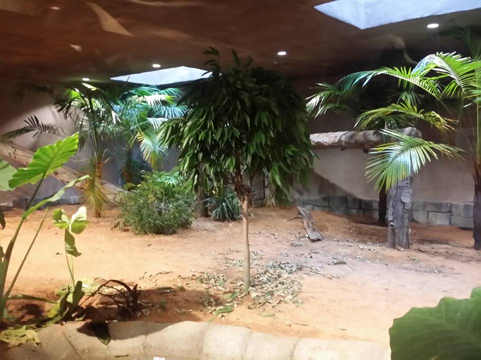 Lost Kingdom - Komodo dragon indoor exhibit