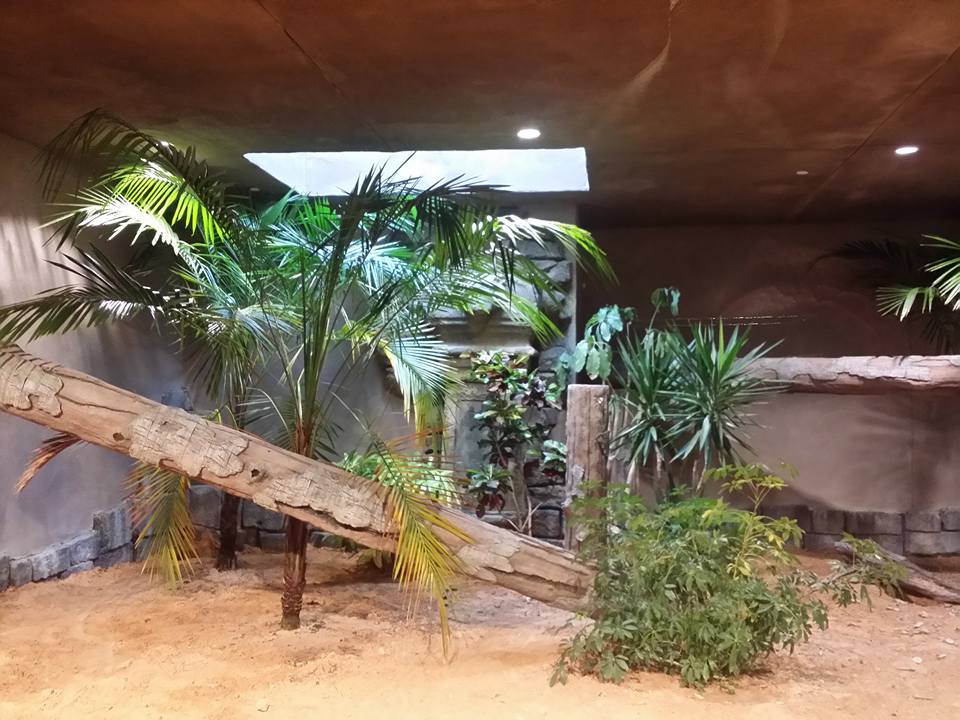 Lost Kingdom - Komodo dragon indoor exhibit