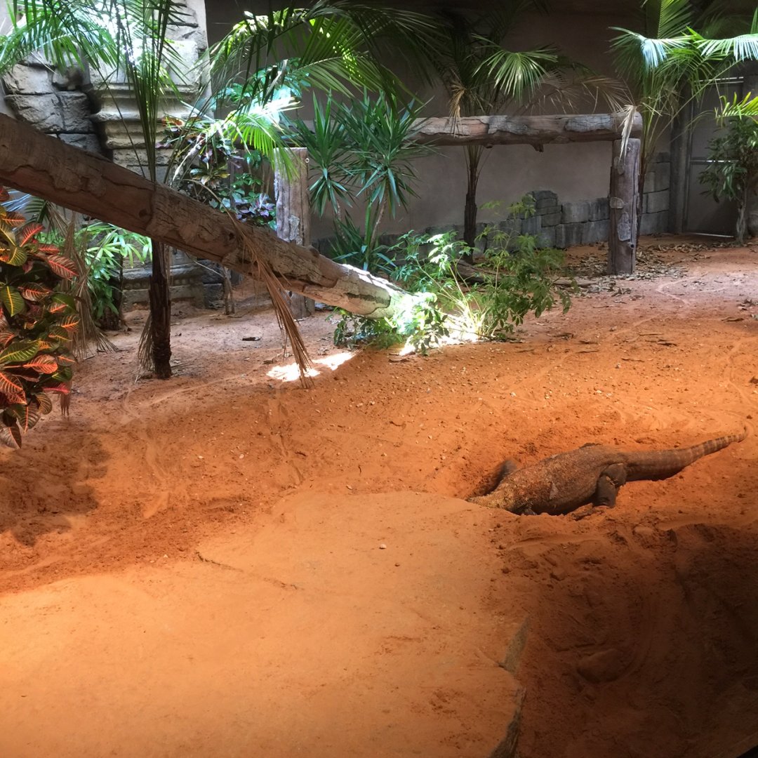 Lost Kingdom -Komodo dragon indoor exhibit