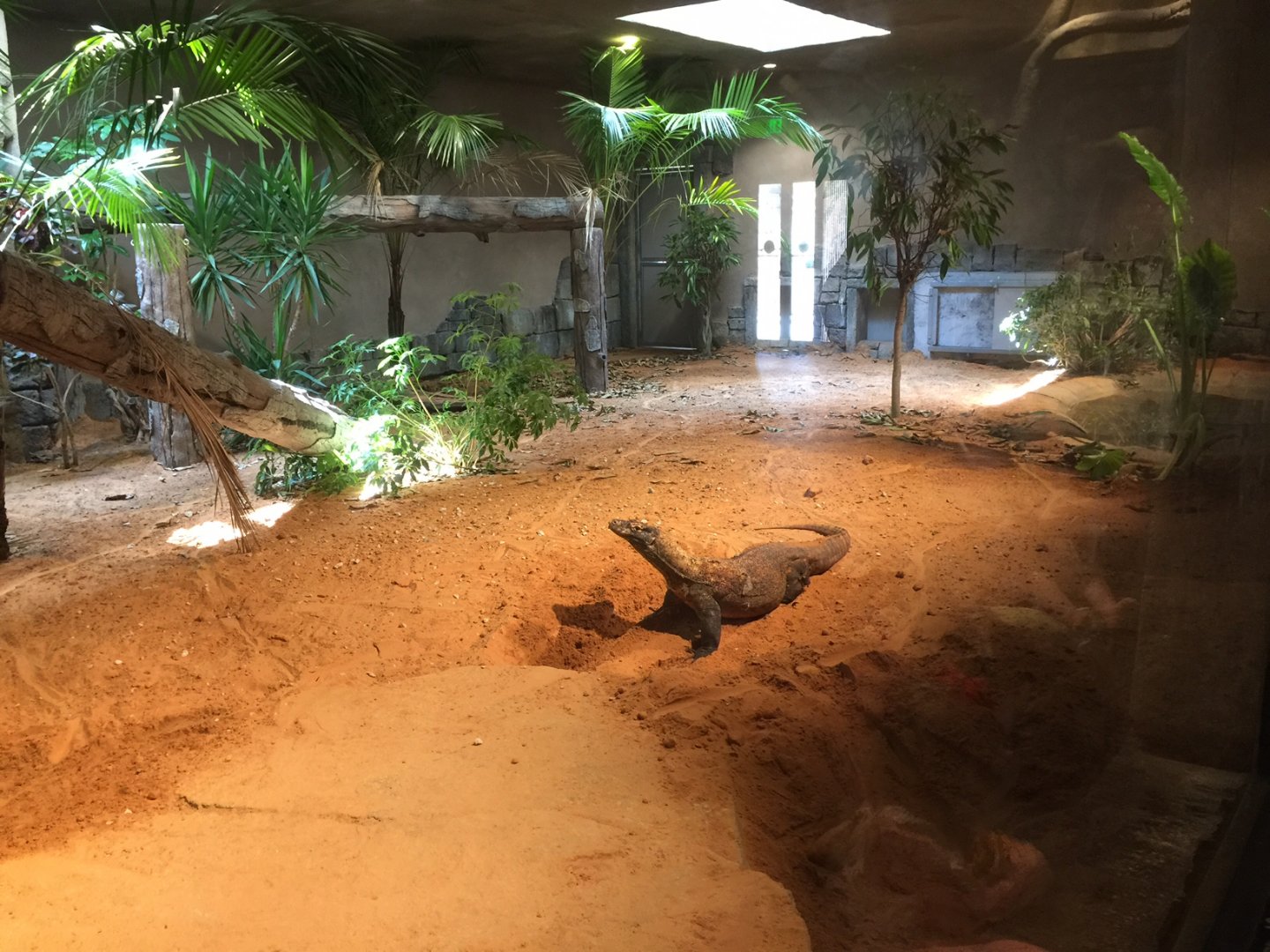 Lost Kingdom -Komodo dragon indoor exhibit