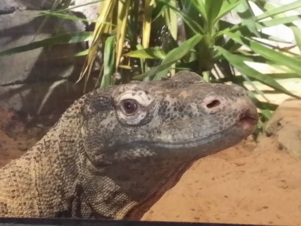 Lost Kingdom - Komodo dragon