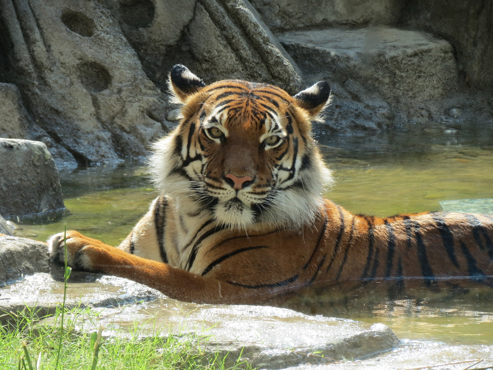 Lost Kingdom - Malayan Tiger Exhibit 1