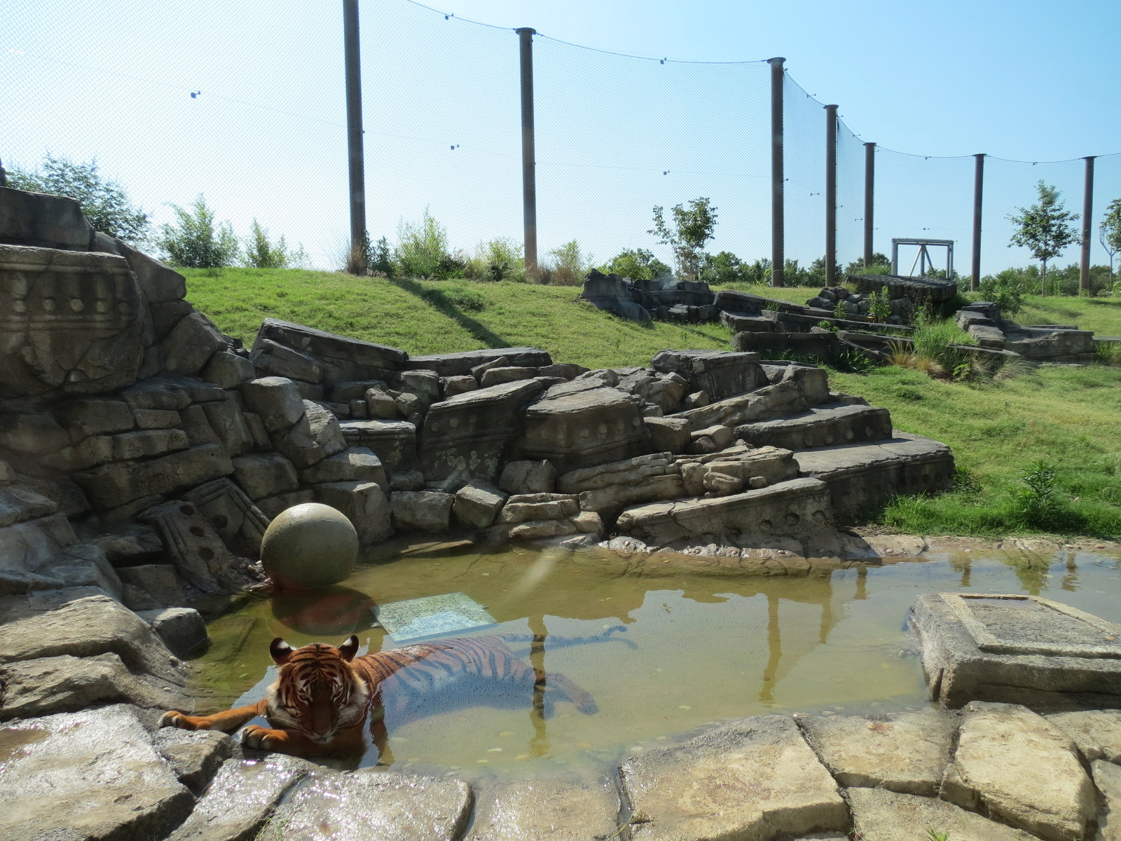 Lost Kingdom - Malayan Tiger Exhibit 1
