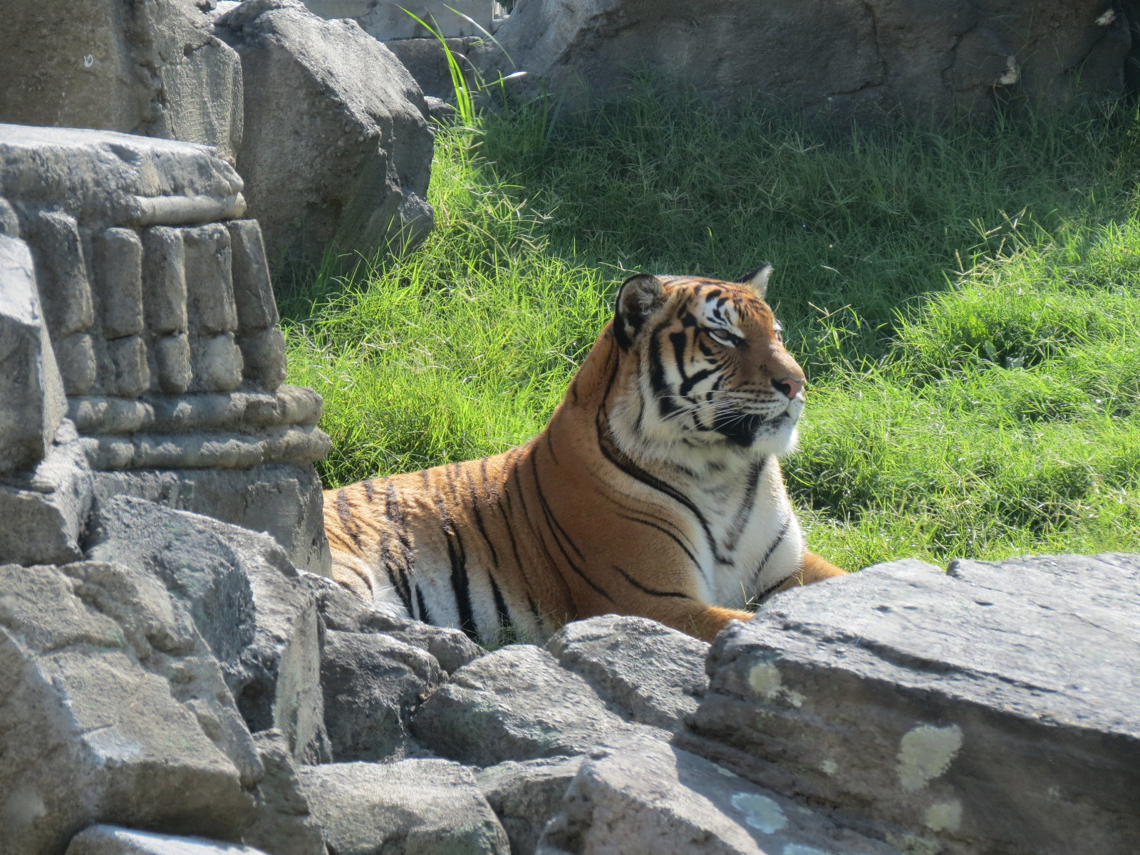 Lost Kingdom - Malayan Tiger Exhibit 1