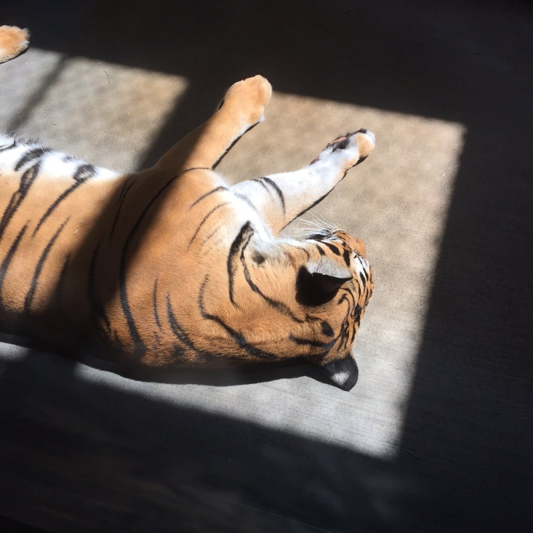 Lost Kingdom - Malayan tiger in dayroom