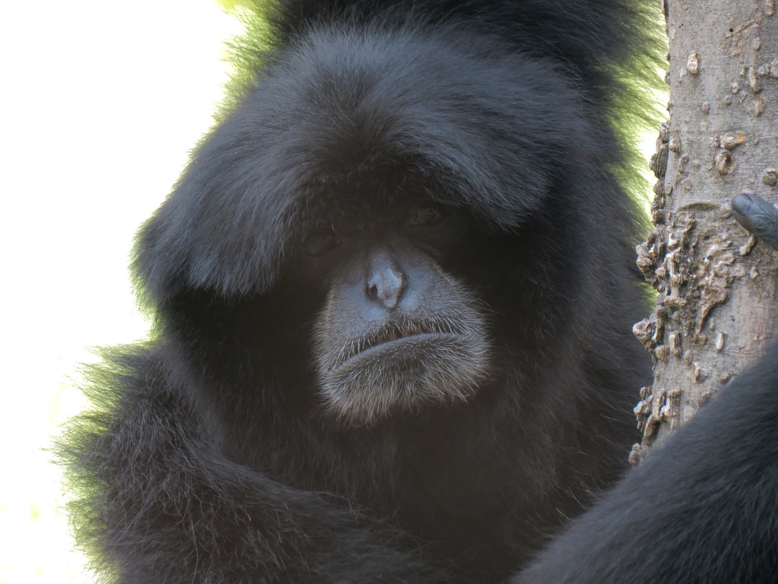 Lost Kingdom - Siamang Exhibit