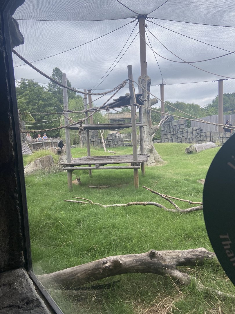 Lost Kingdom: Siamang exhibit