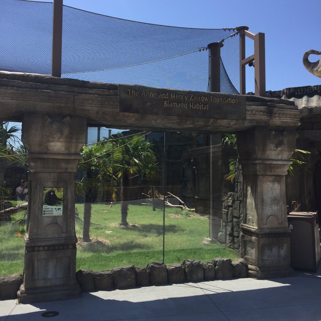 Lost Kingdom - siamang outdoor exhibit