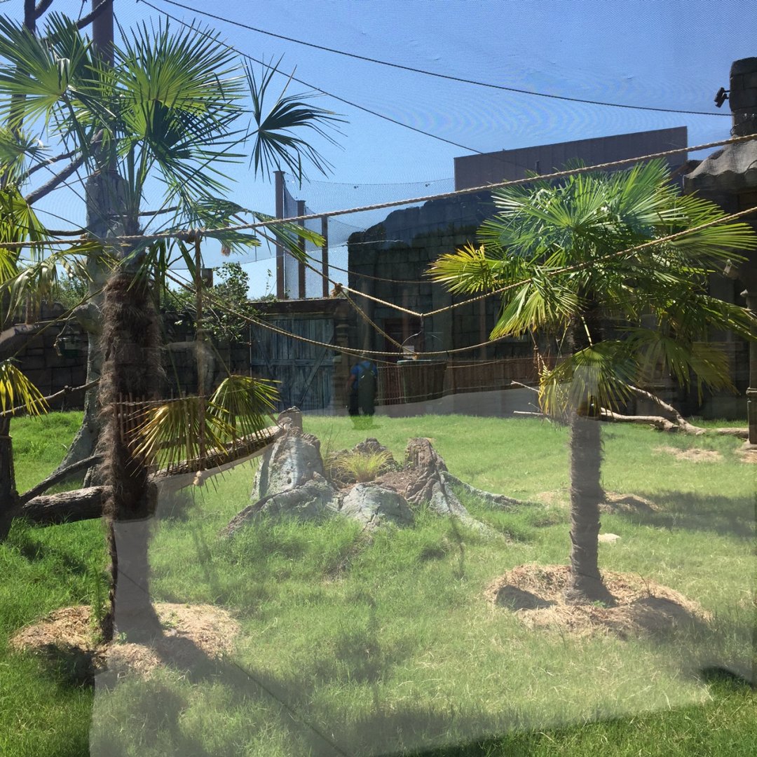 Lost Kingdom - siamang outdoor exhibit