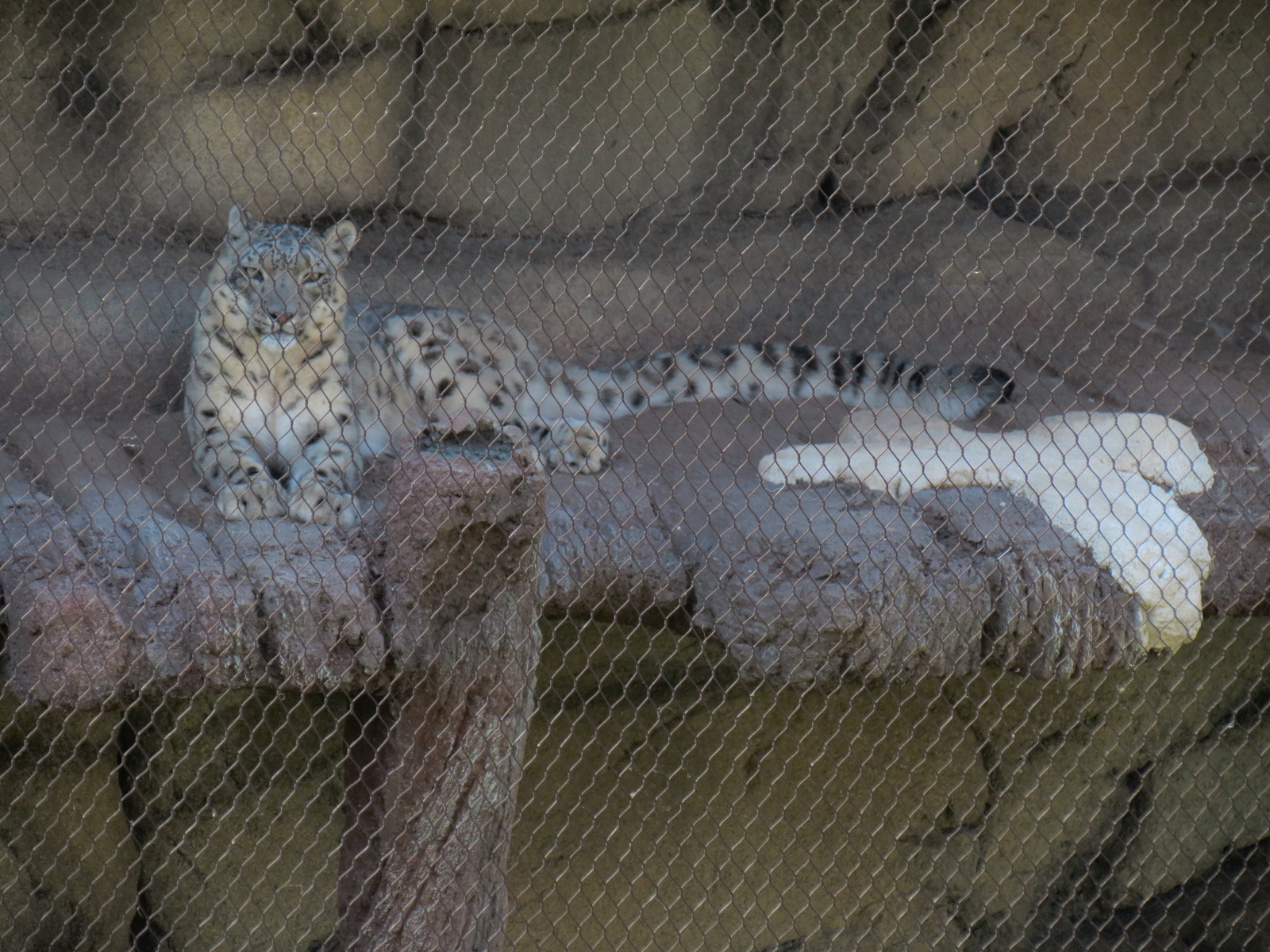 Lost Kingdom - Snow Leopard Exhibit