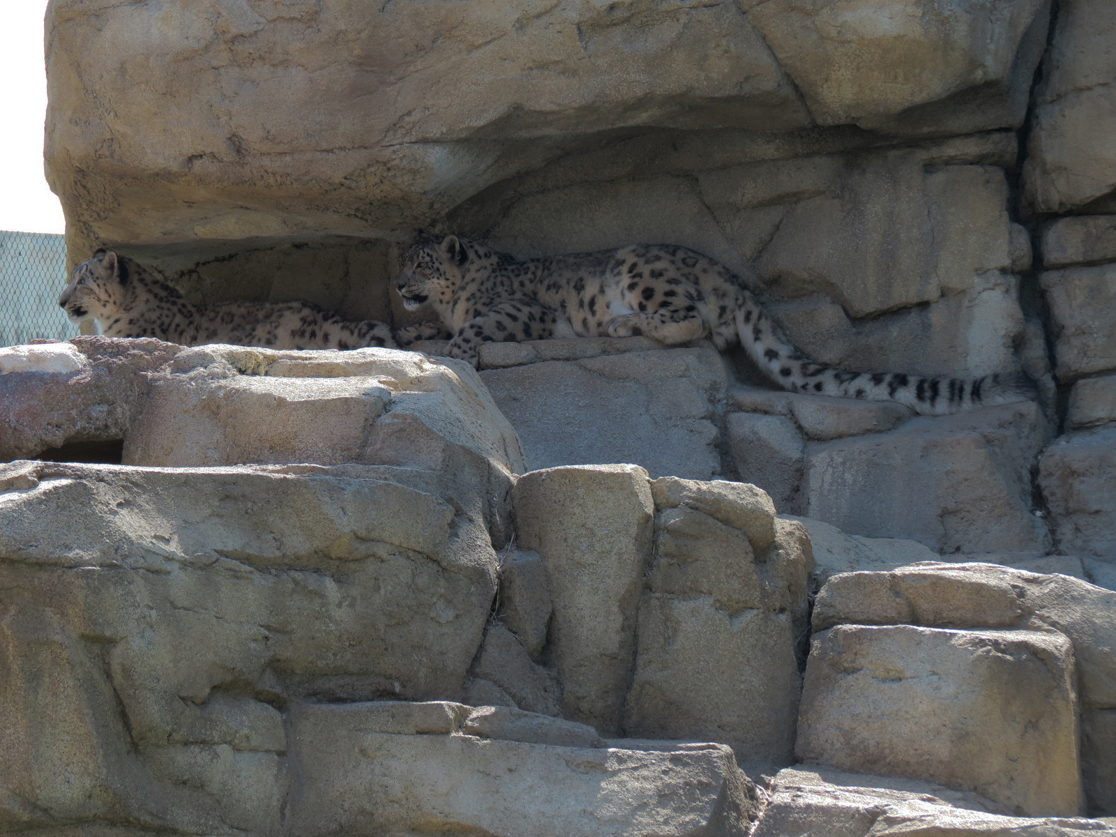 Lost Kingdom - Snow Leopard Exhibit