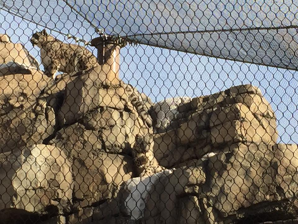 Lost Kingdom - snow leopard in new habitat