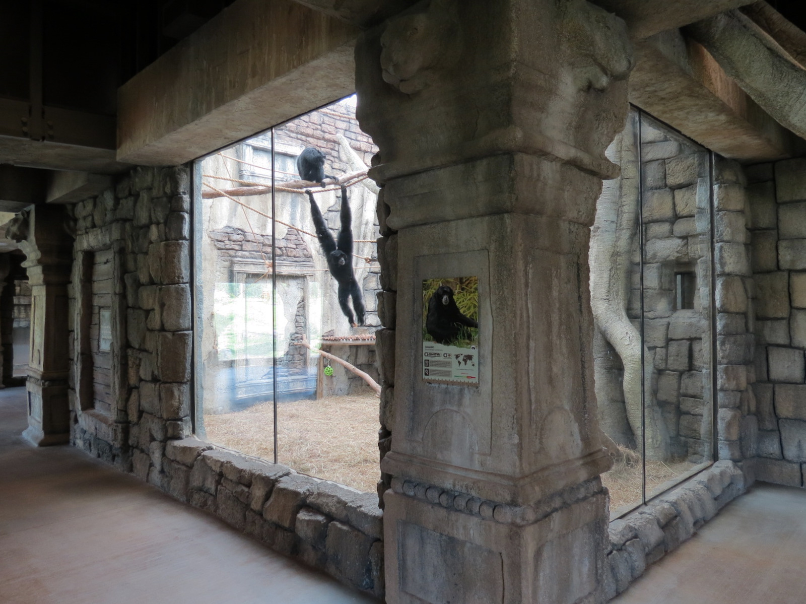 Lost Kingdom - Viewing Building Interior - Siamang Exhibit Dayroom