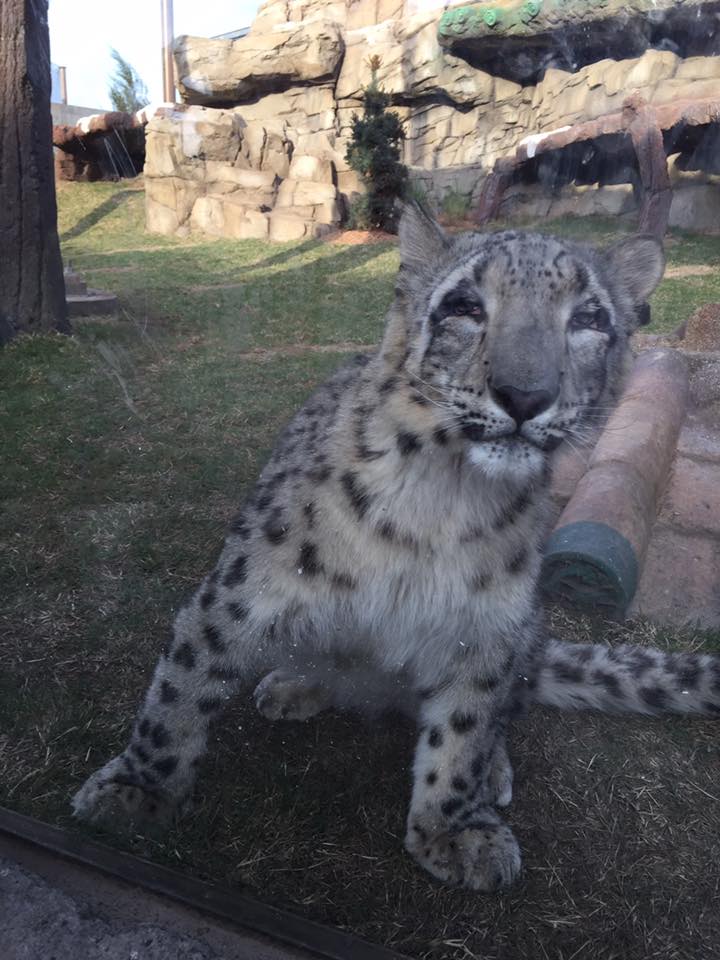 Lost Kingdom - young snow leopard in new exhibit area