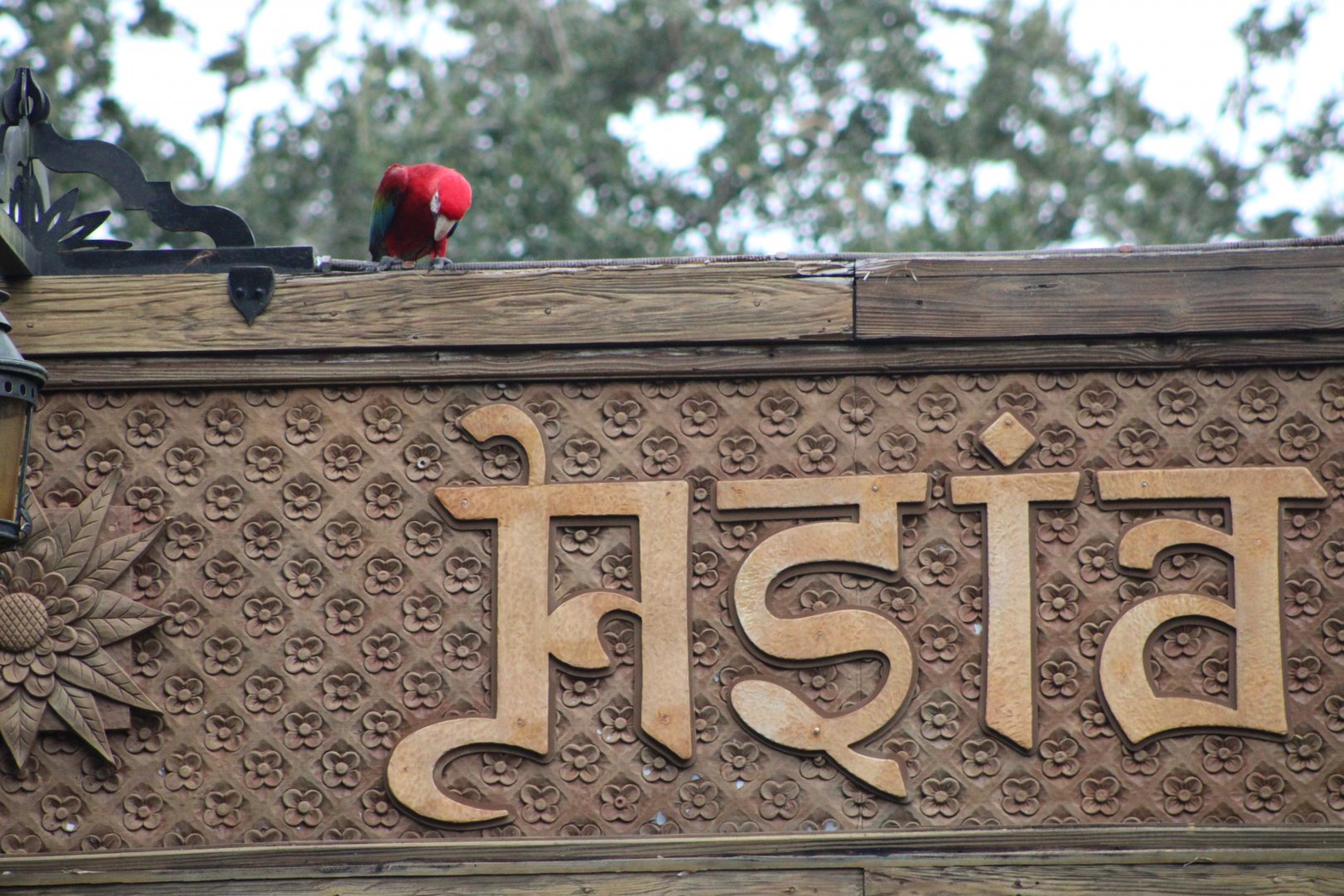 “Lost” Macaw (Ara chloropterus)