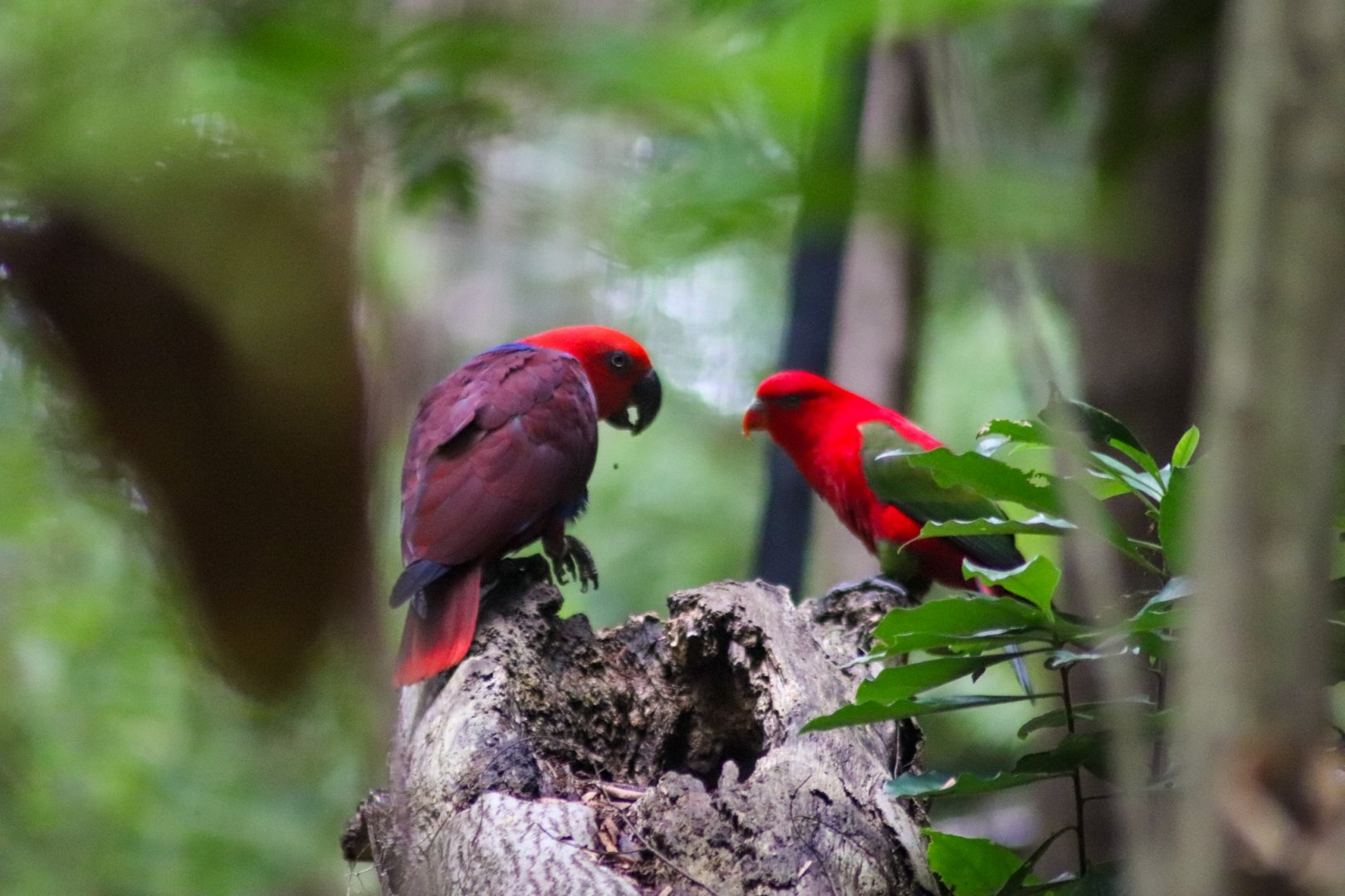 Lost Valley Aviary - Eclectus Parrot and Chattering Lory