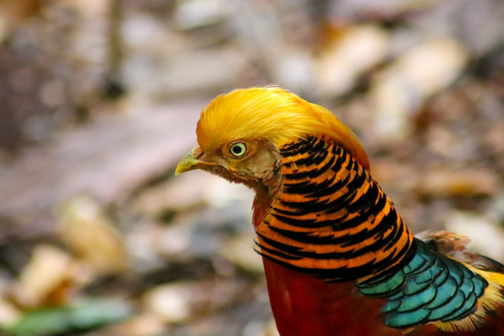 Lost Valley Aviary - Golden Pheasant