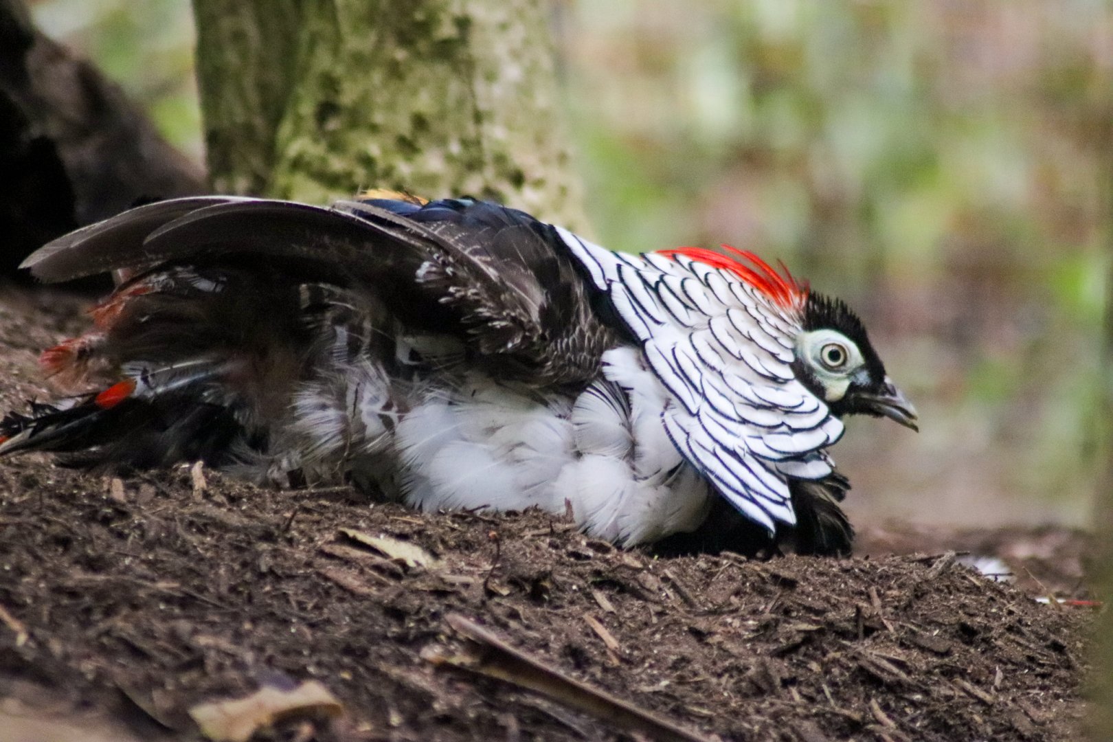 Lost Valley Aviary - Having a Dust Bath