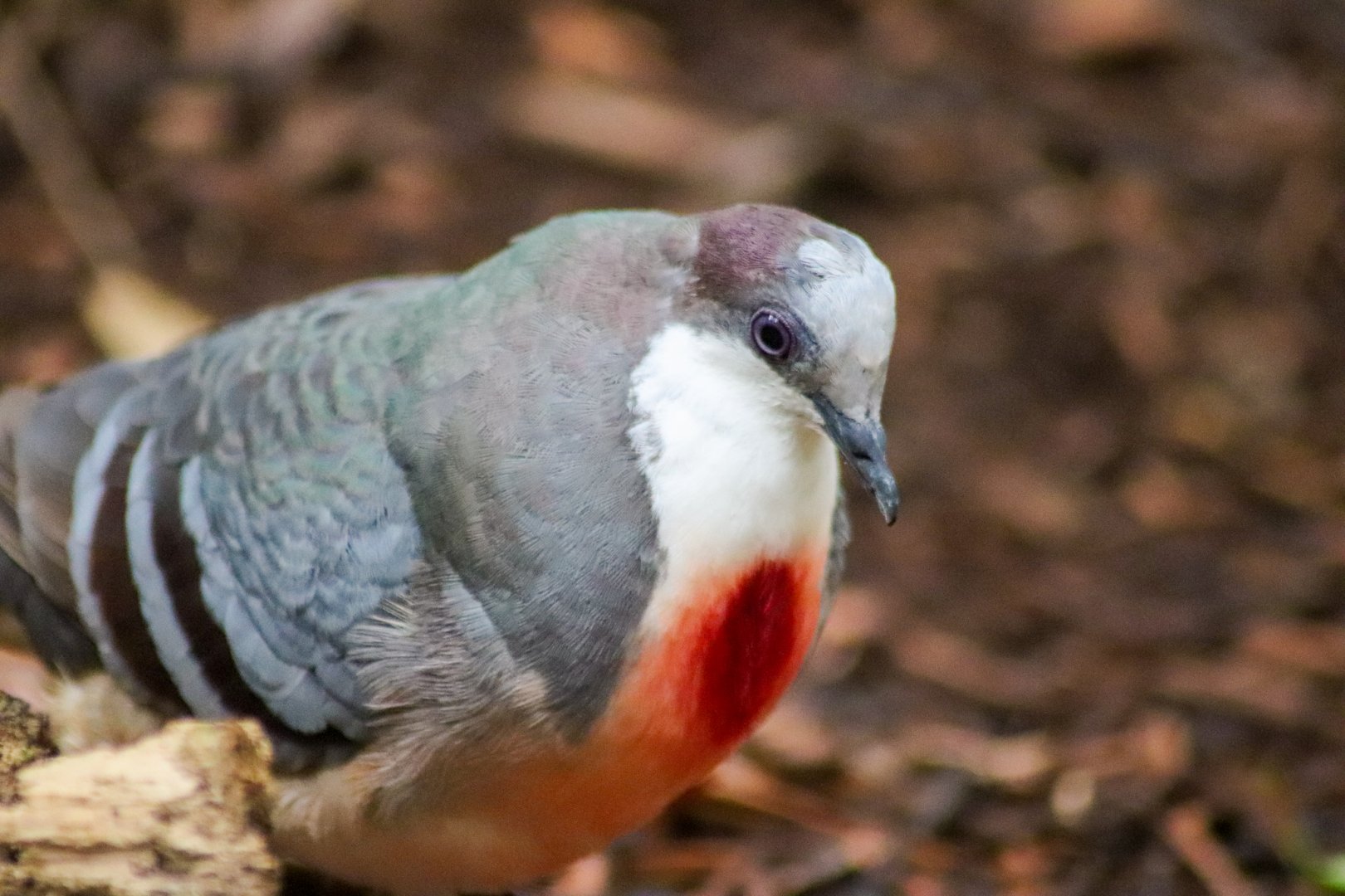 Lost Valley Aviary - Luzon Bleeding-heart