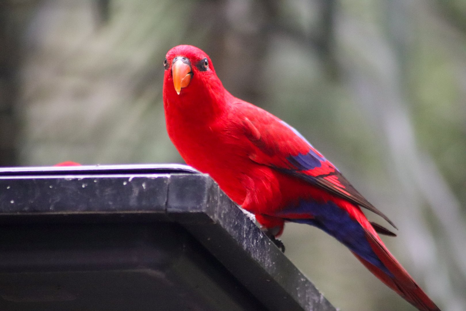 Lost Valley Aviary - Red Lory (Eos bornea)