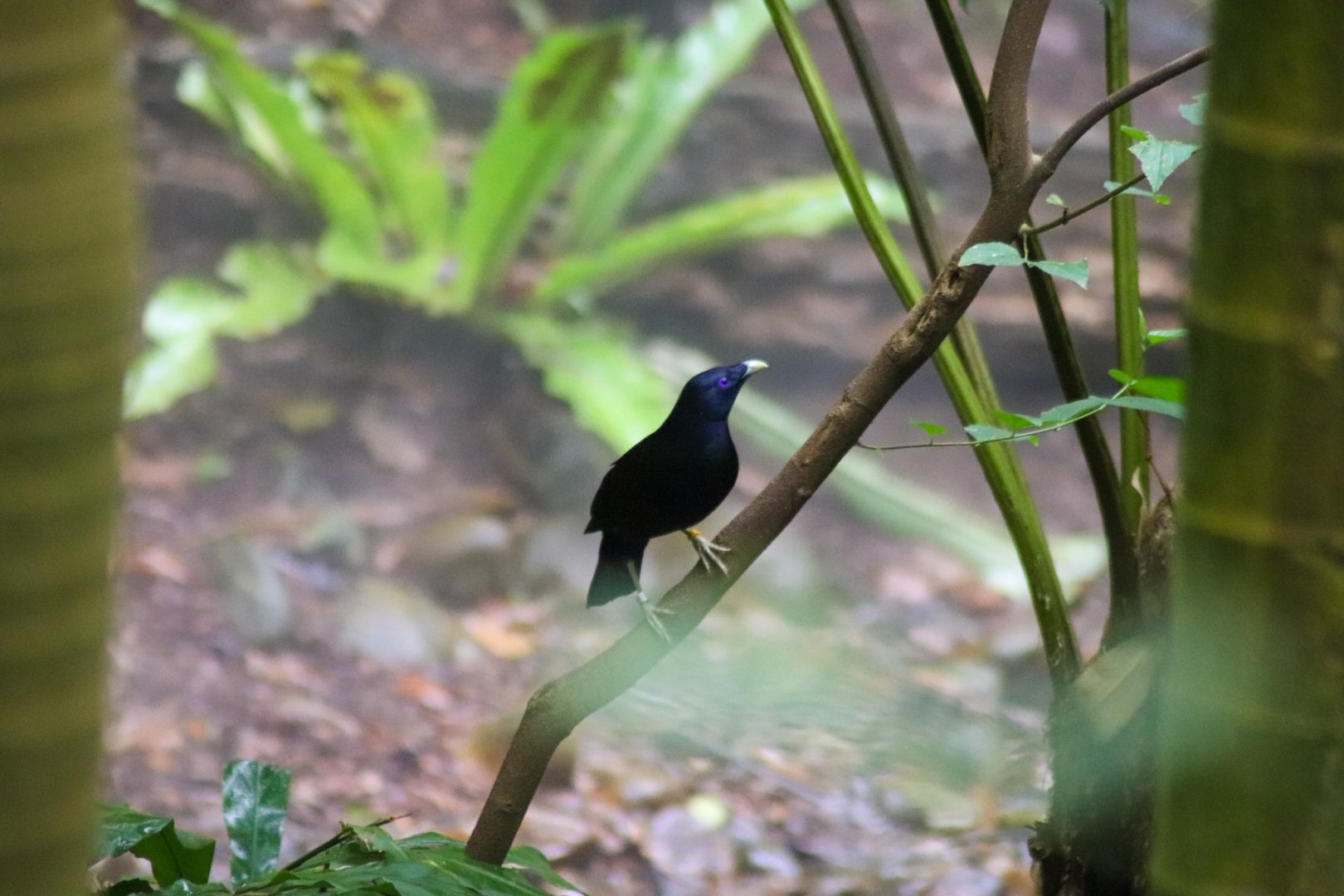 Lost Valley Aviary - Satin Bowerbird
