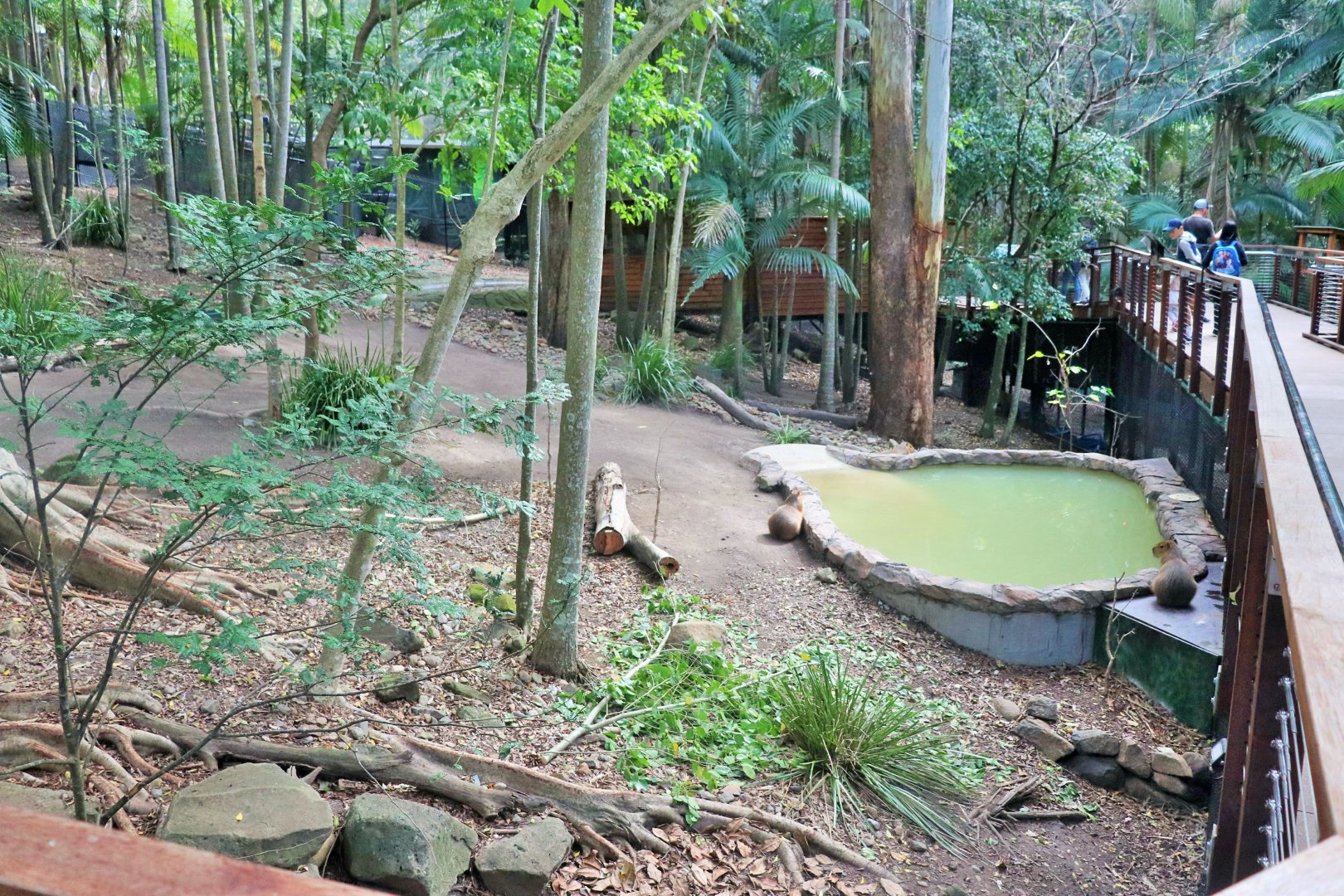 Lost Valley- Capybara Enclosure